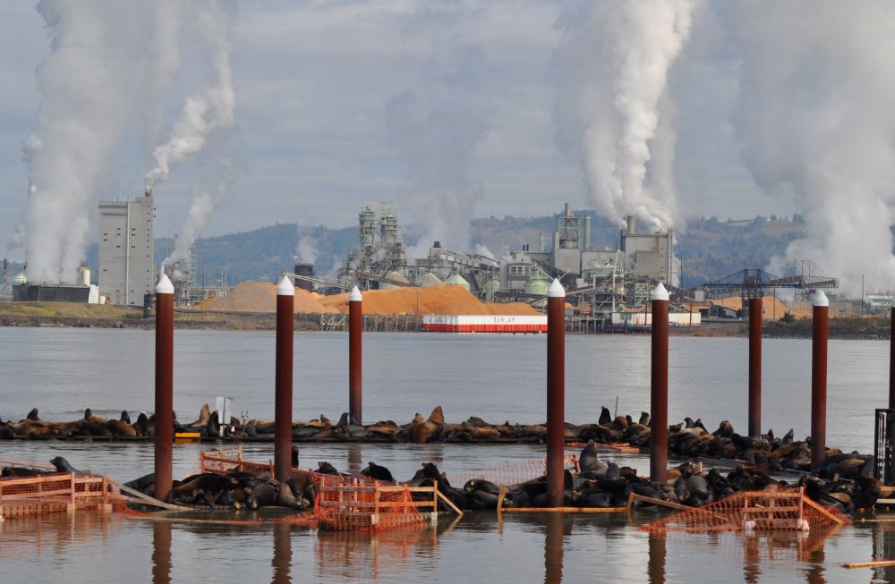 Sea lions have overtaken the Rainier docks. A pulp mill at the Port of Longview is across the river.