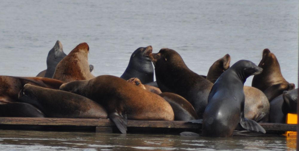 Cover up in enough blubber, and nap in a pile with your buddies, and I'll bet February becomes a lot warmer.