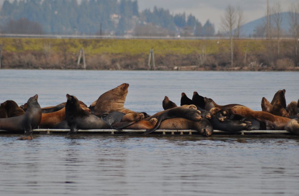 Sea lions heaped upon the docks, ranging from hound-sized to bear-sized.