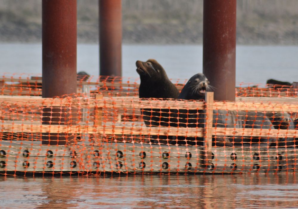 Singing for their supper.