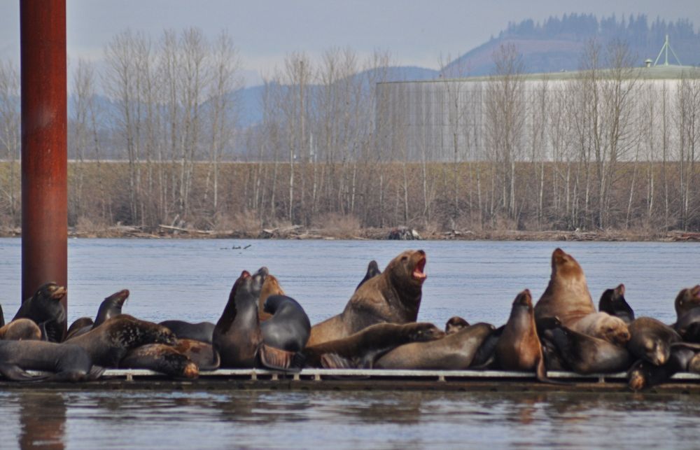 It's a little blurry, since I have poor distance vision and the lens has to be manually focused. But what a great open maw!