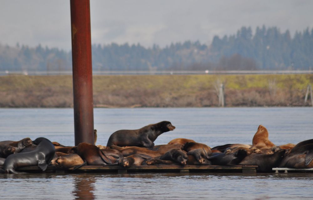 This one lunged along, on top of the others, to find a new spot.